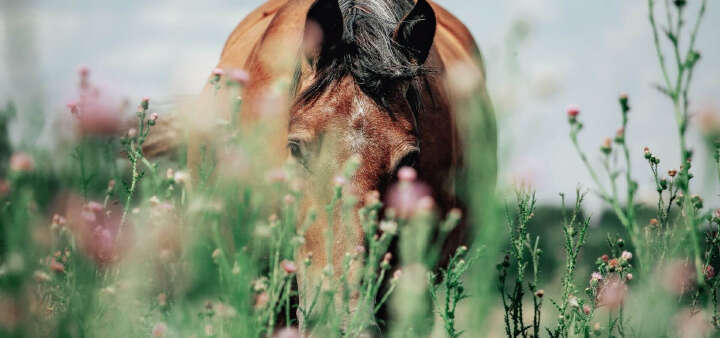 EQ Unsere Marken Banner Natures Best